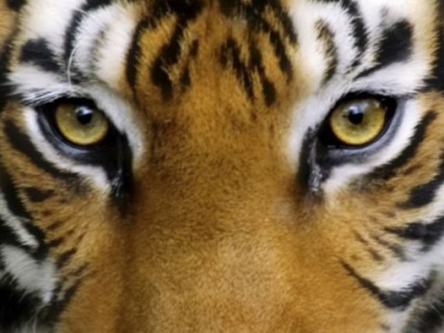 Tigre