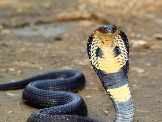 Cobra