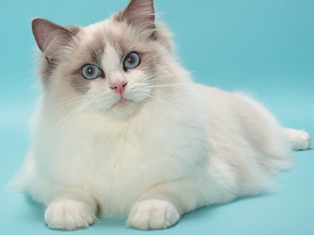Ragdoll