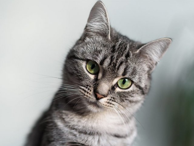 American Shorthair