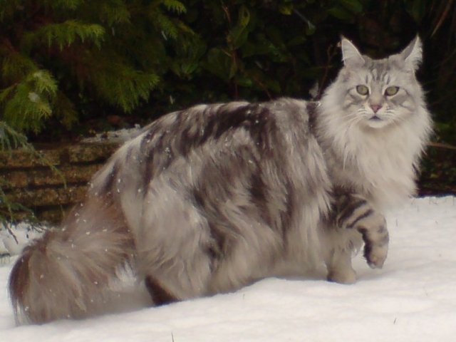 Maine Coon