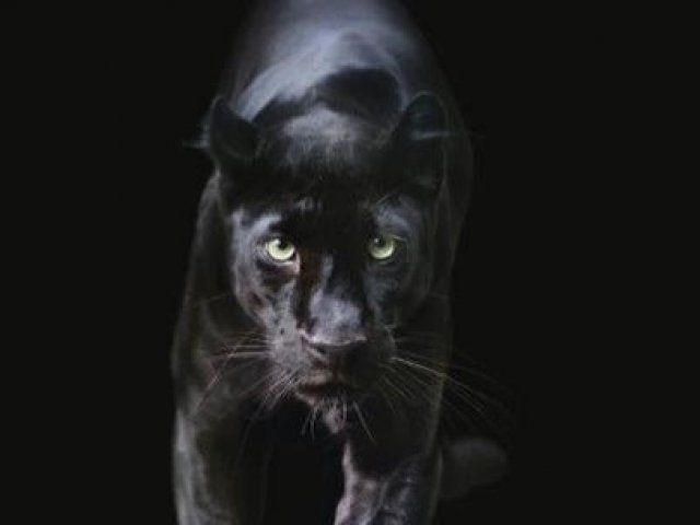 Pantera