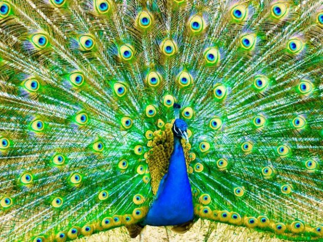Pavão