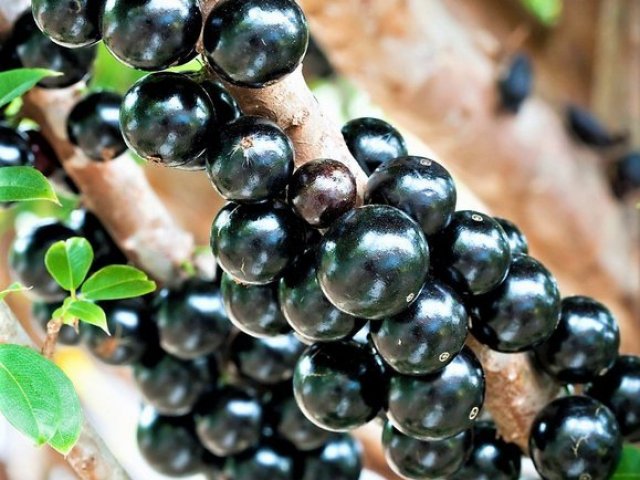 Jabuticaba