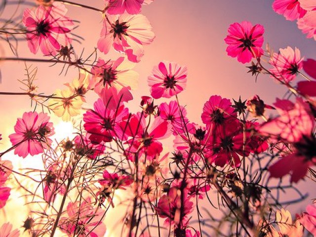 Qual flor mais combina com você?