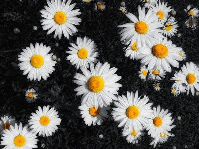 Margarida
