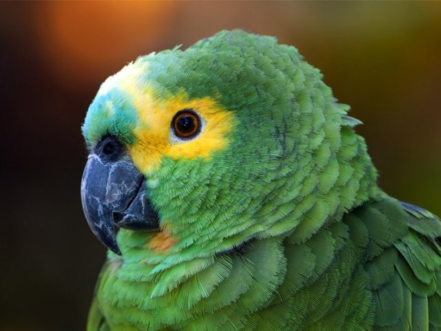 Papagaio
