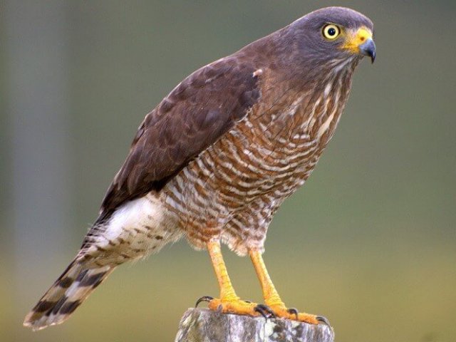 Gavião