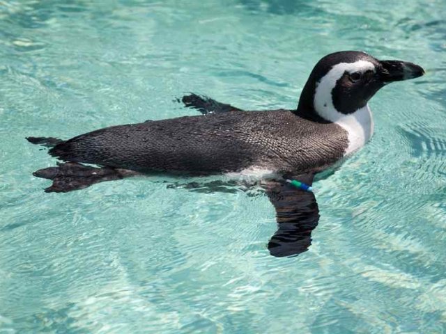 Pinguim