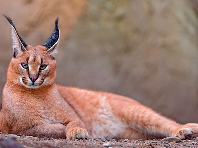 Caracal