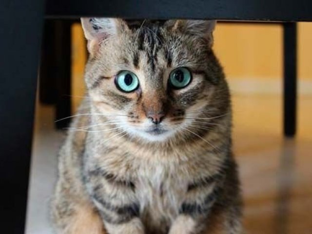 Gato