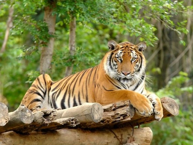 Tigre