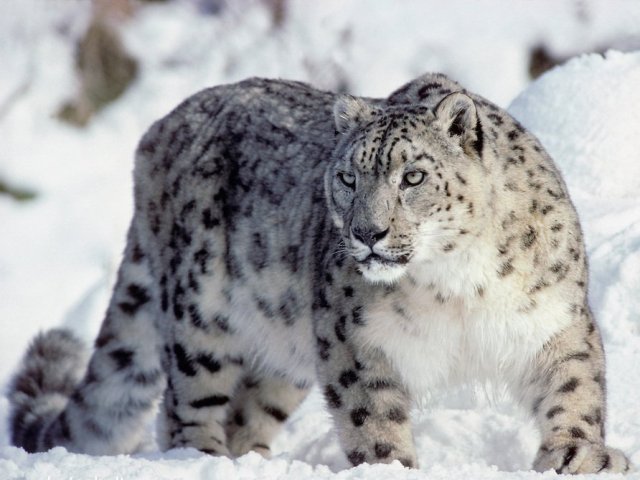 Leopardo das neves