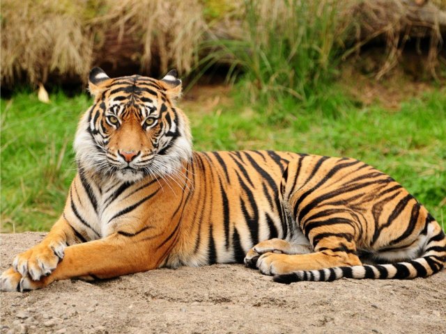 Tigre