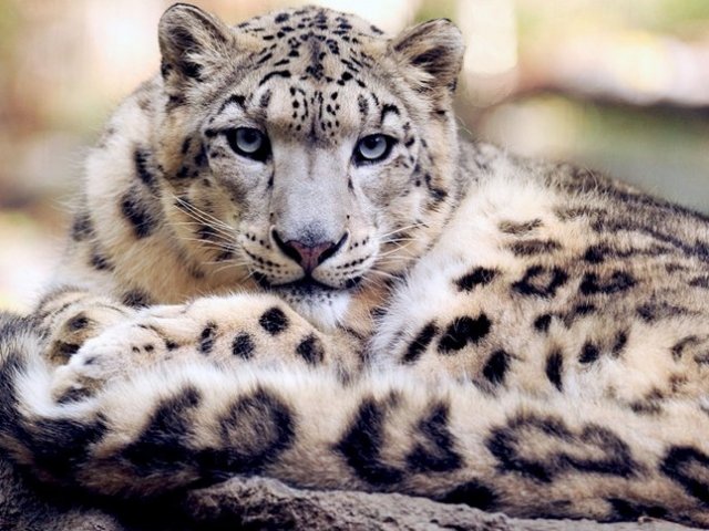 Leopardo-das-neves
