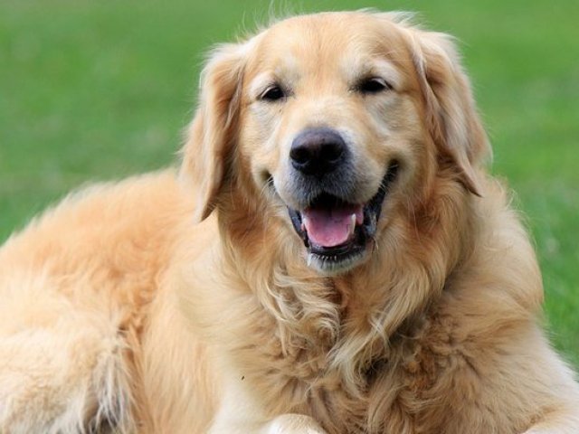 Qual raça de cachorro combina com você?