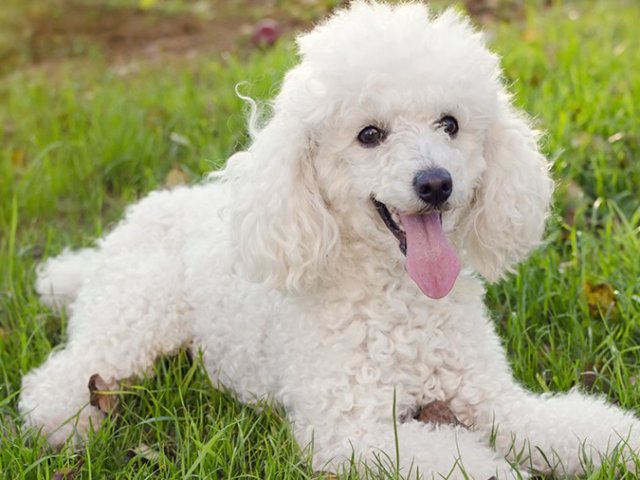 Poodle