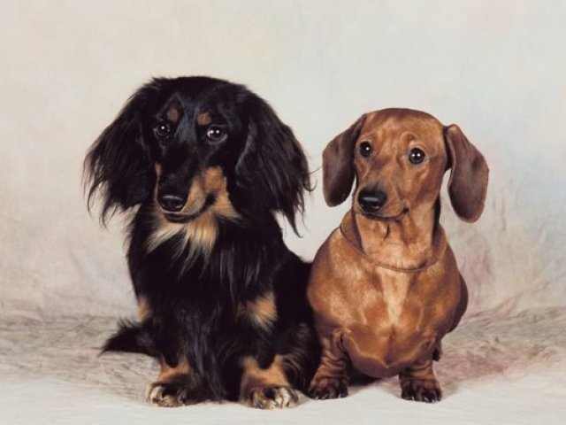 Daschund