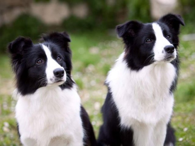 Border Collie.