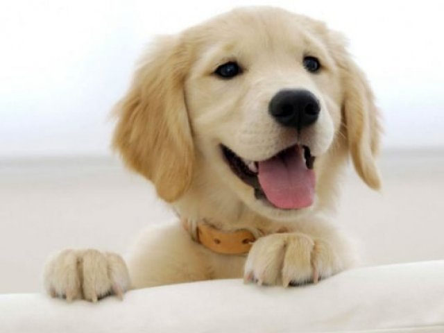Cãozinho/cadelinha