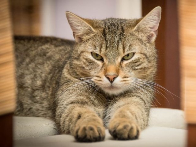 Gatinho(a)