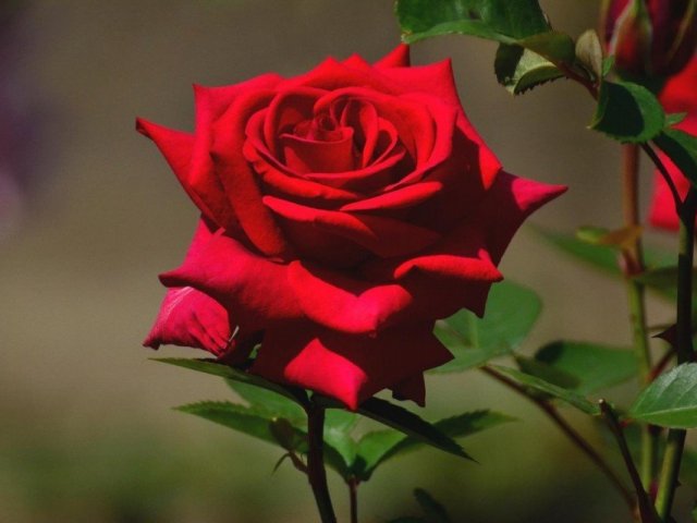 Rosa