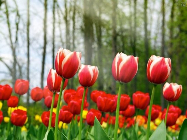 Tulipa