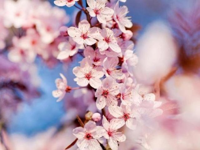 Flor de cerejeira