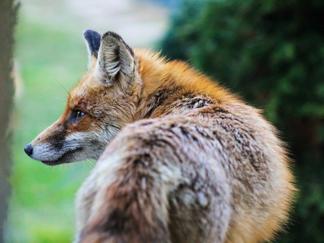 Parabéns, seus conhecimentos quanto aos animais em extinção é muito bom