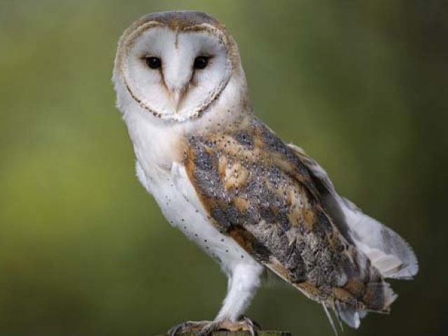 Seu resultado foi excelente, você mostrou estar antenado a situação atual que a natureza animal se apresenta