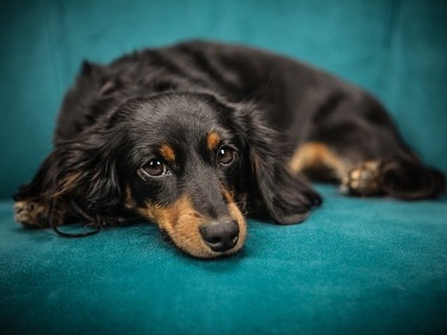Qual o animal de estimação mais combina com você?