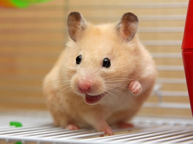Hamster