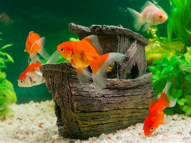 Peixe