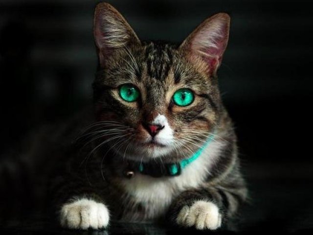 Gato