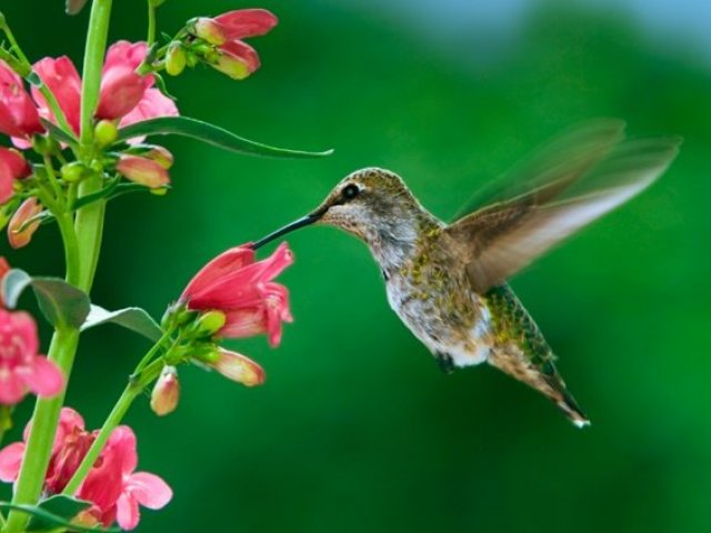 Beija‑flor