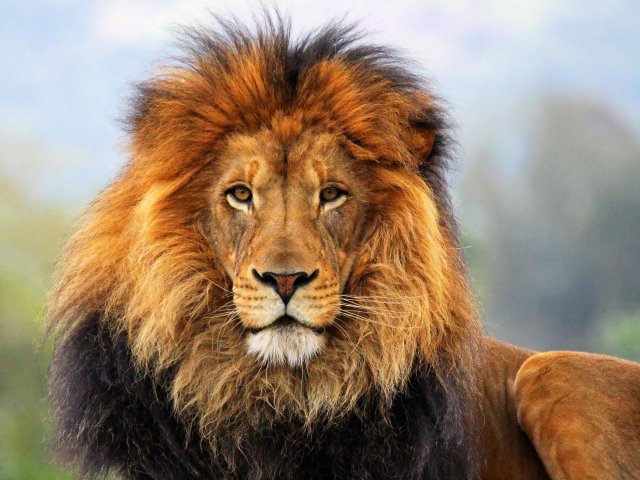 Qual felino mais combina com a sua personalidade?