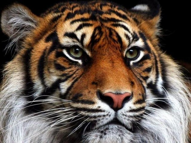 Tigre