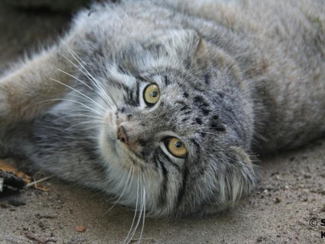 Gato-de-pallas