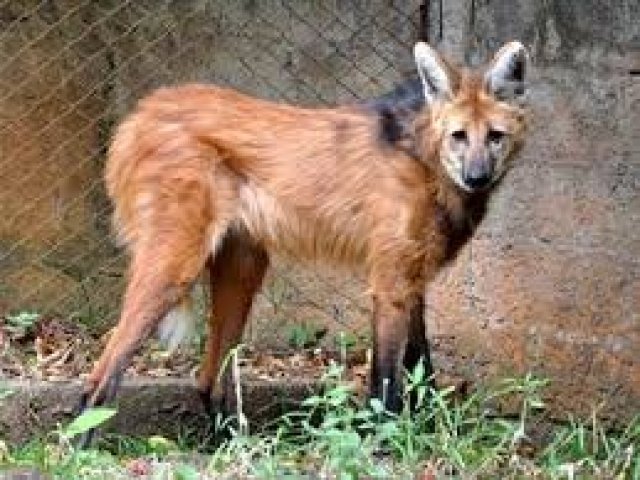 Lobo-guará
