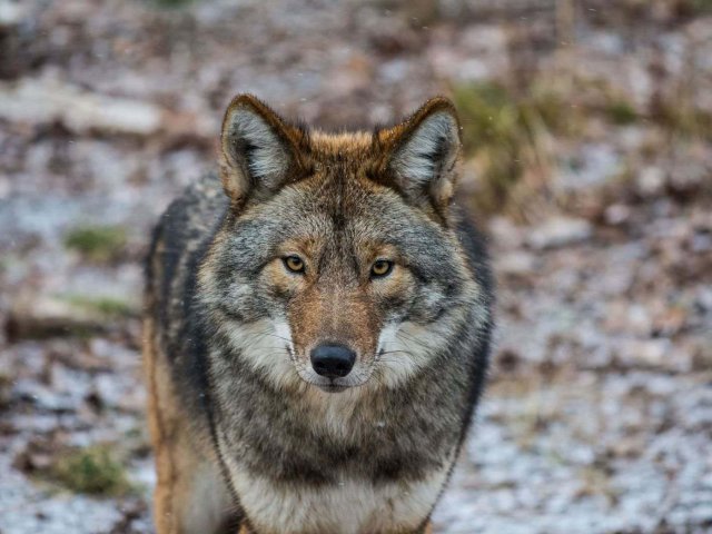 Lobo