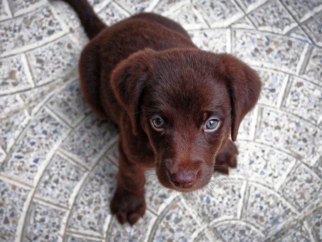 Cachorro